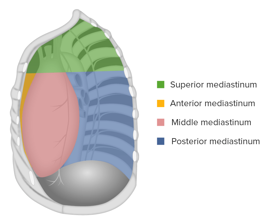 Anterior Mediastinum Anatomy