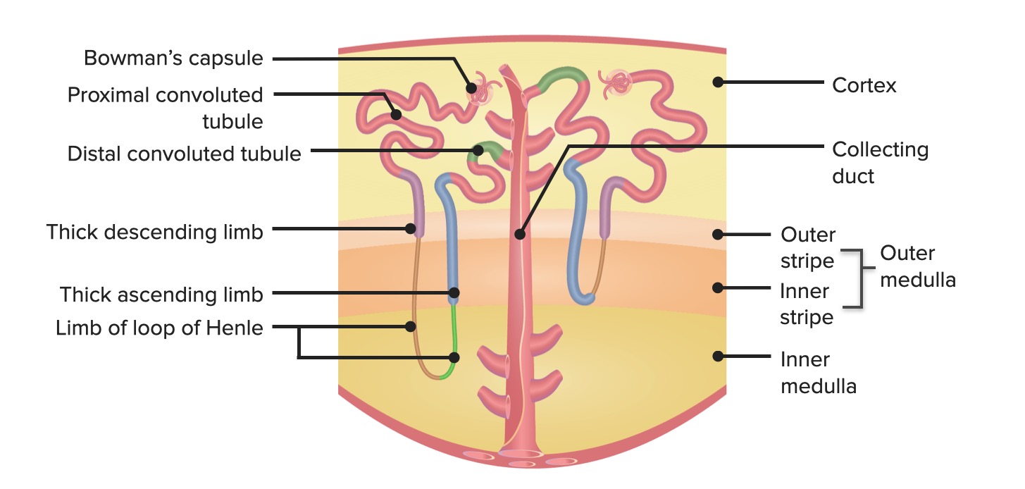 Renal Potassium Regulation | Concise Medical Knowledge