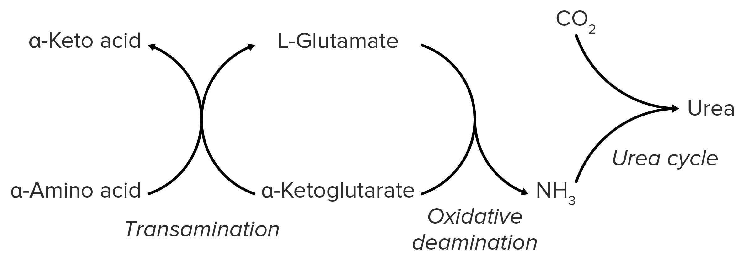 Urea Cycle Concise Medical Knowledge