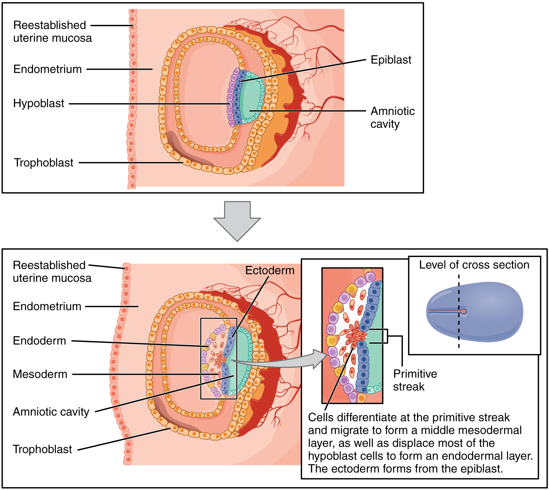 Gastrulation And Neurulation | Concise Medical Knowledge
