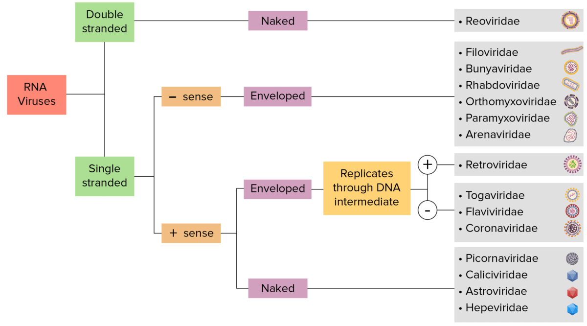 DNA And RNA Concept Map