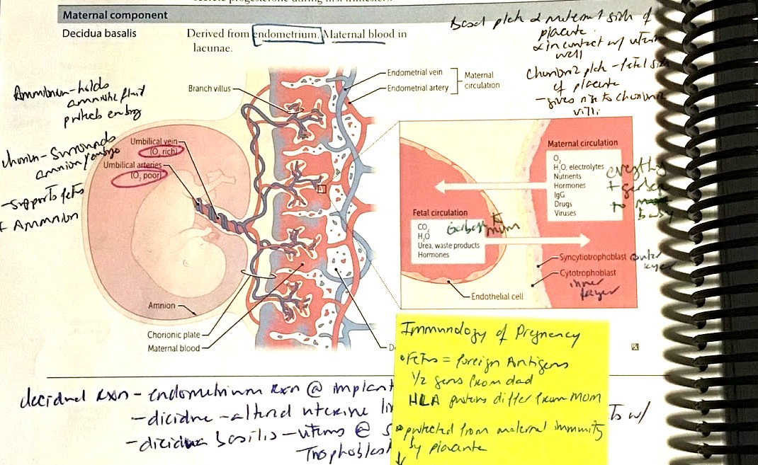 How to Annotate First Aid® for the USMLE® Lecturio Medical