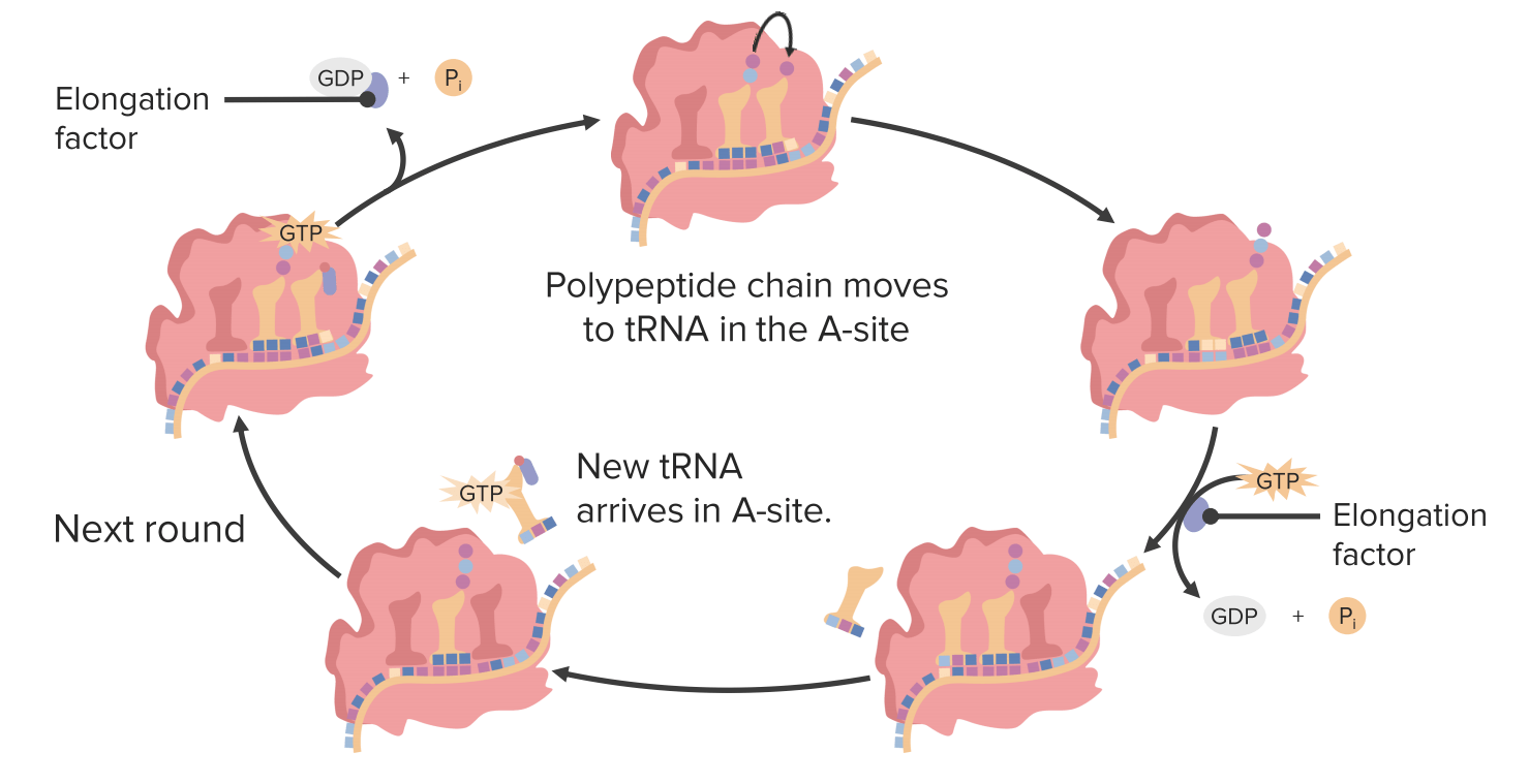 Stages and Regulation of Translation Concise Medical Knowledge