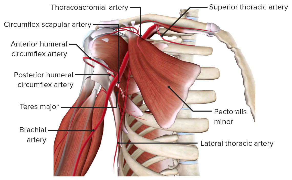 Axilla und Plexus brachialis Anatomie Lecturio