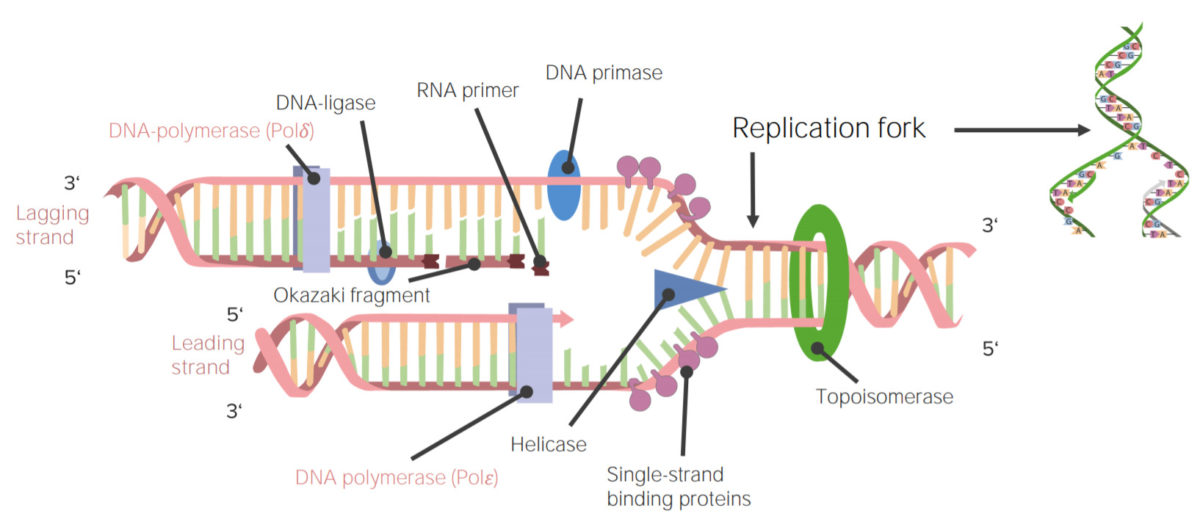 DNA Replikation Ablauf Lecturio