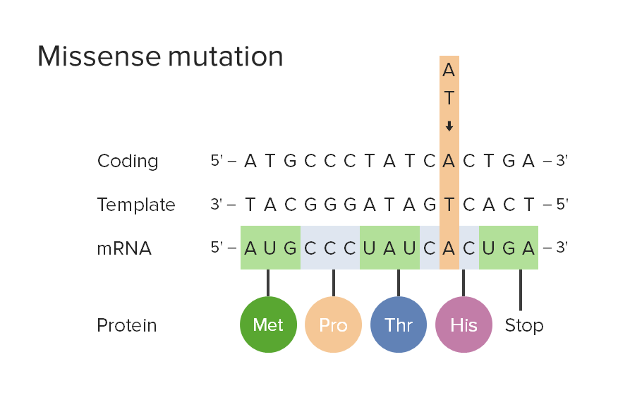 Mutationen Arten und Folgen Lecturio