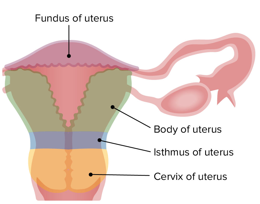 Uterus, Cervix uteri und Tuba uterina Anatomie Lecturio