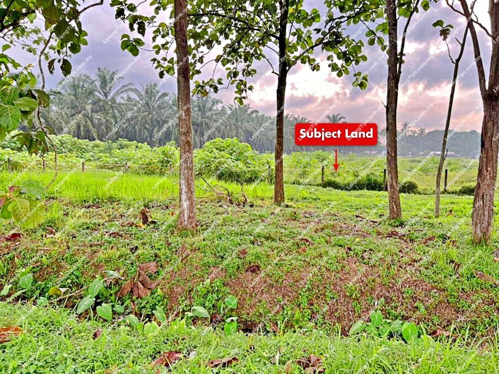 [Road Accessible] Freehold Agricultural Land [Flat Land; Vacant Land
