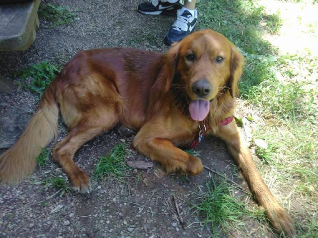 Adoption 1 Toit pour Toi Aveyron Le Petit Journal