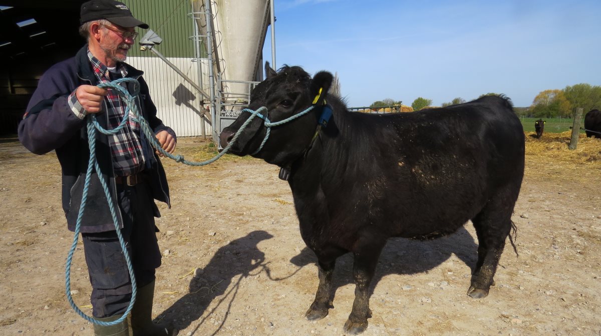 Mønline Angus udstiller kvier og tyre
