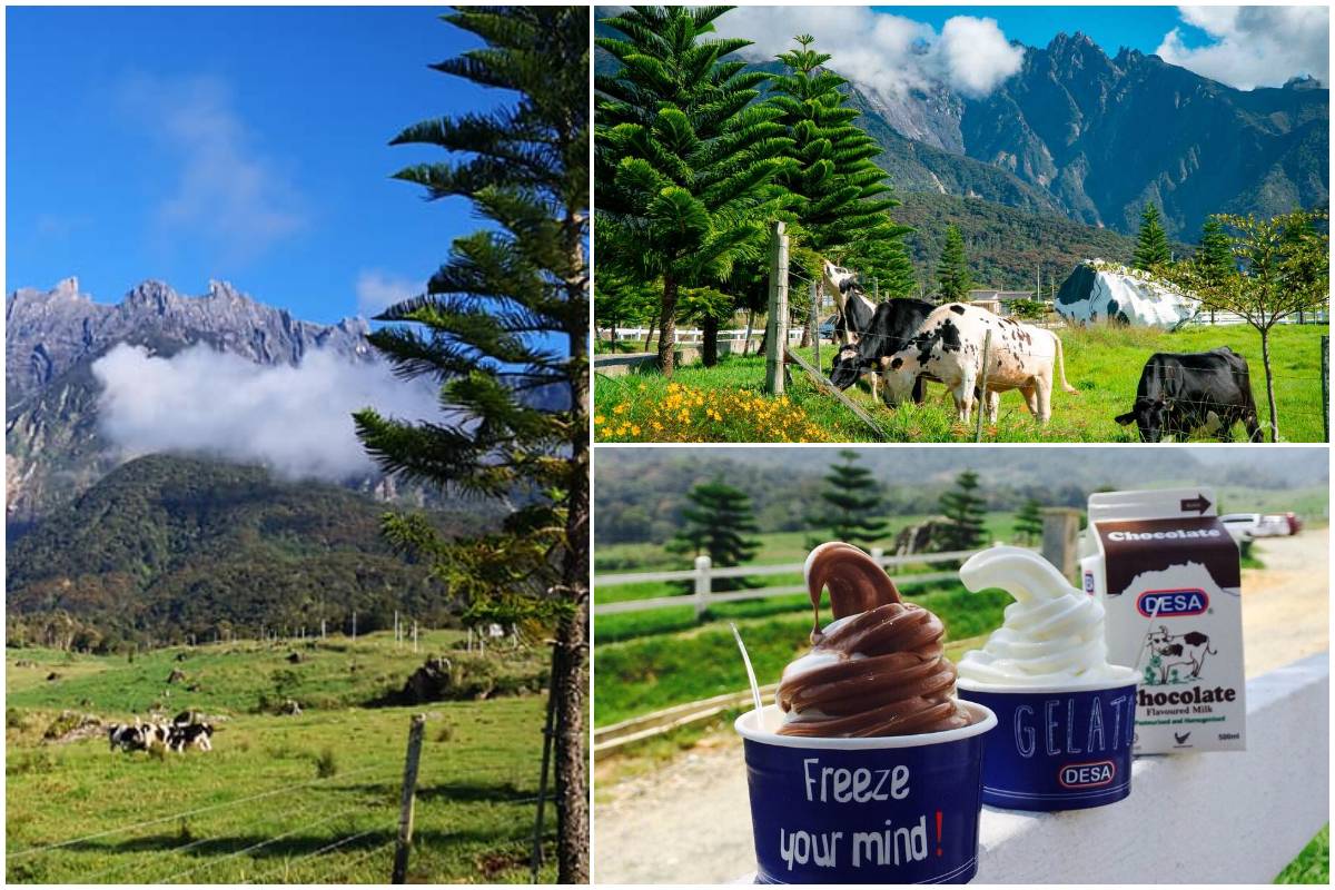 Desa dairy farm ticket price 🌈Kota Kinabalu Kinabalu Park & Poring