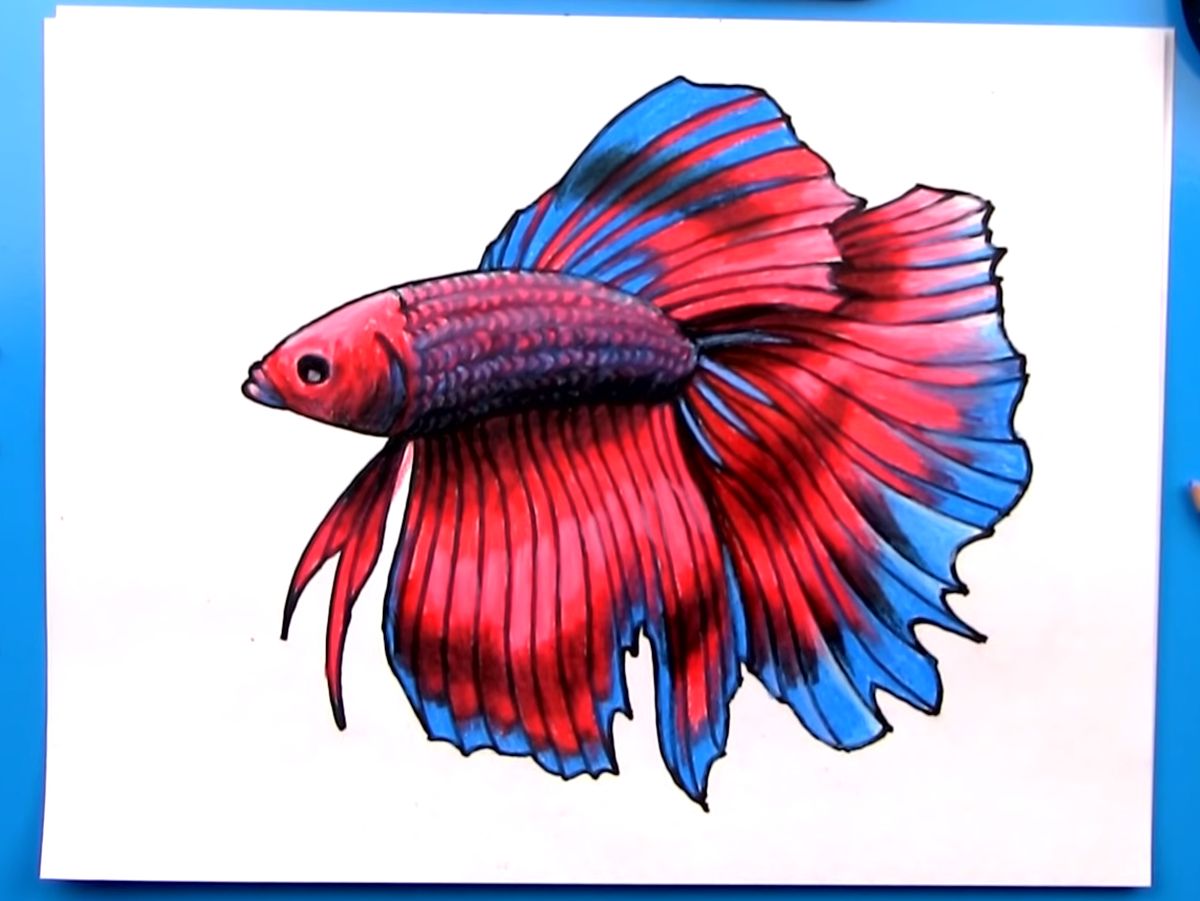 How To Draw a Fish 10 Easy Drawing Projects