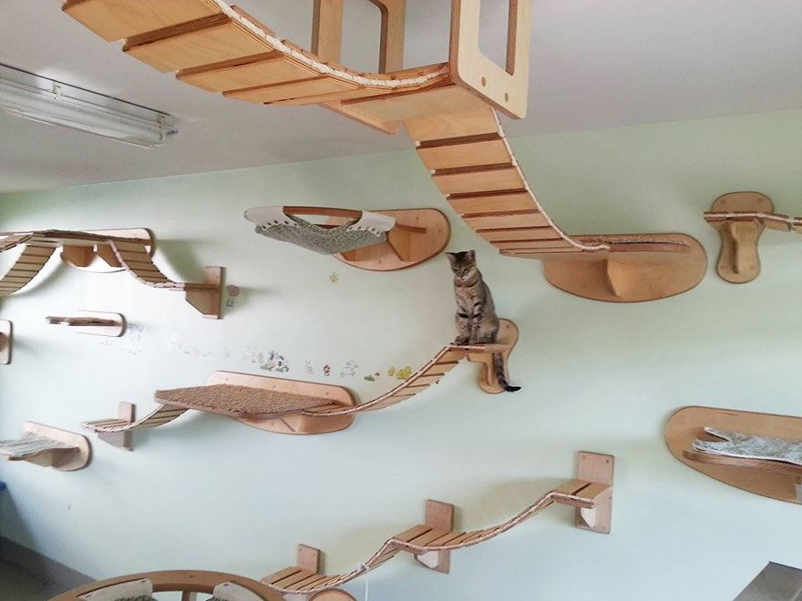 25 Really Cool Cat Furniture Design Ideas Every Cat Owner Needs