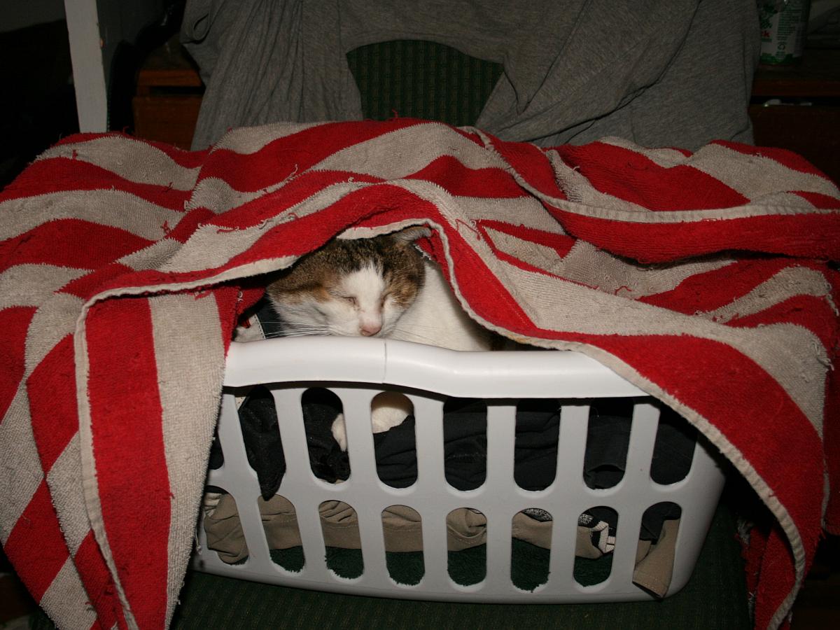 12 Feelings Every Cat Owners Would Understand