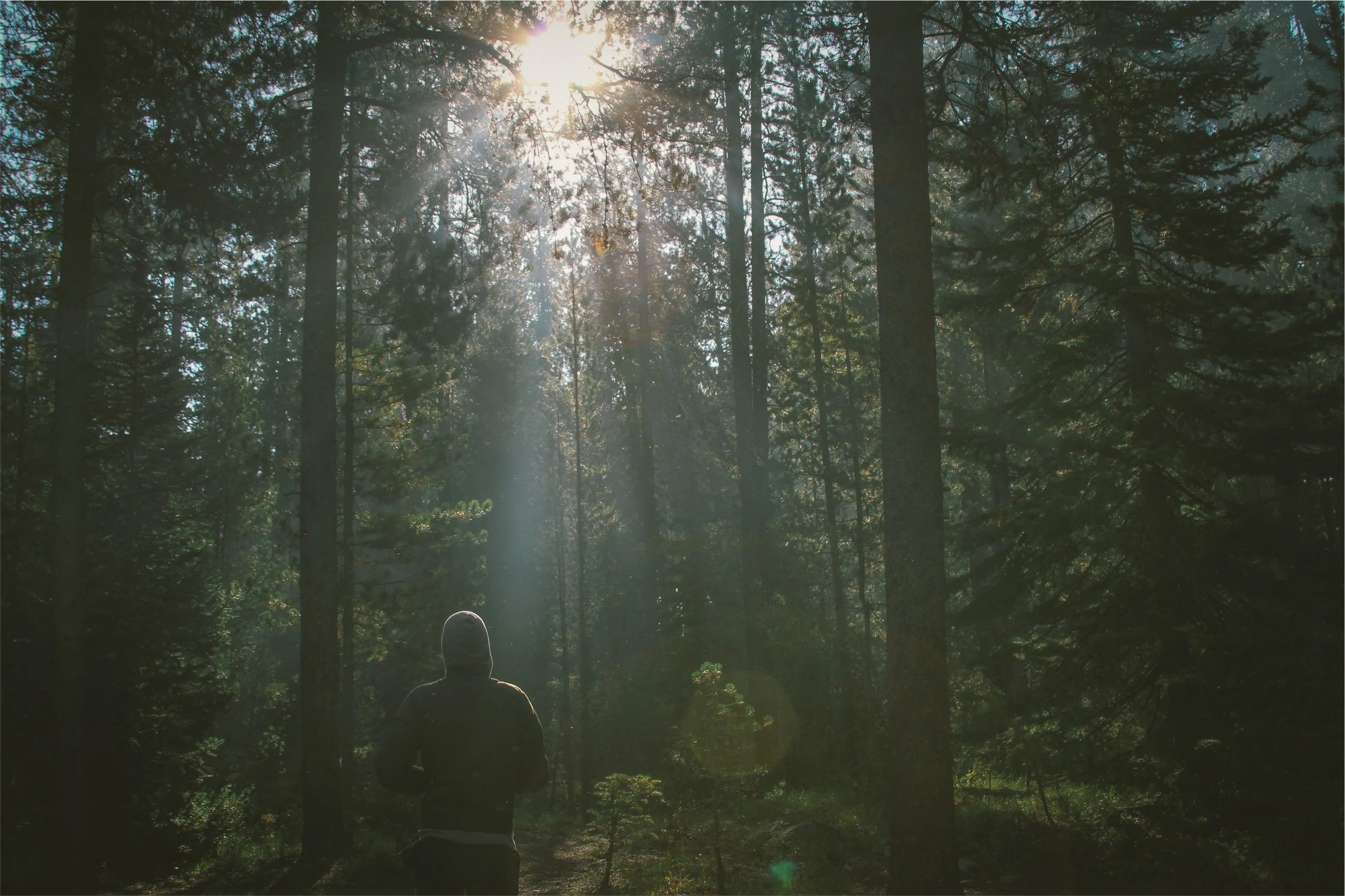 Six Scientifically Proven Ways a 30Minute Walk In The Forest Will