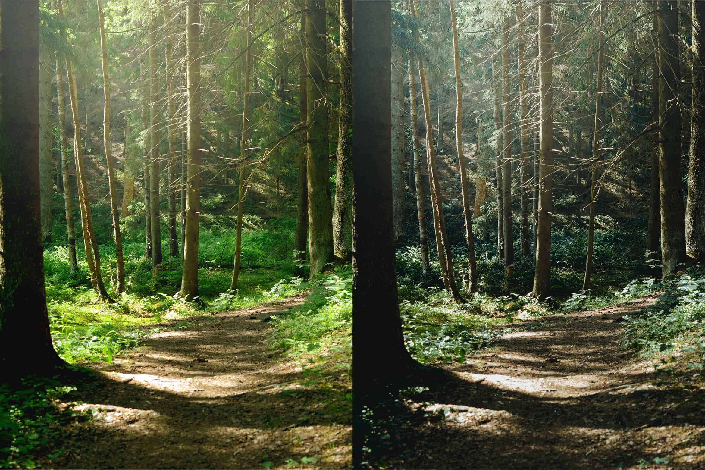 10 Free Forest Lightroom Presets Lightroom Tutorials