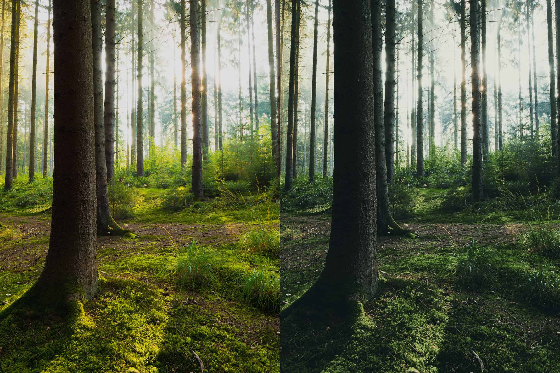 10 Free Forest Lightroom Presets Lightroom Tutorials