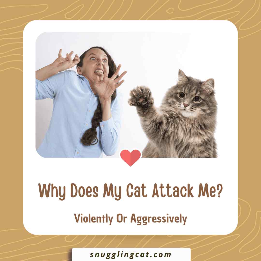 A Guide To Black And Gold Sake Bottles Lipo Lounge