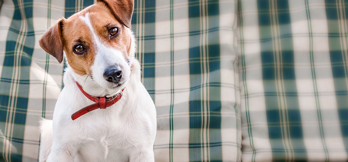 What Happens If A Dog Licks Vinegar