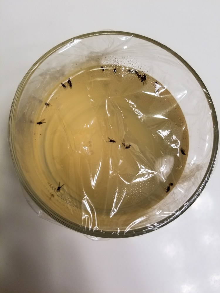 Gnats And Rice Wine Vinegar What You Need To Know Lipo Lounge
