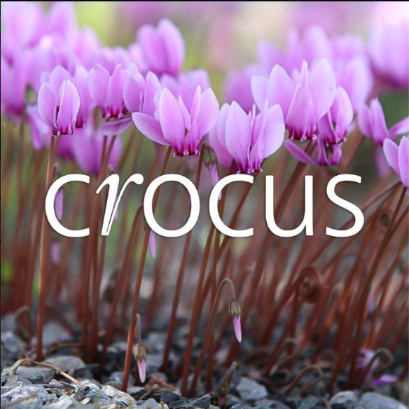 Verified 10 Off Crocus.co.uk Discount Codes 2023 Active Voucher