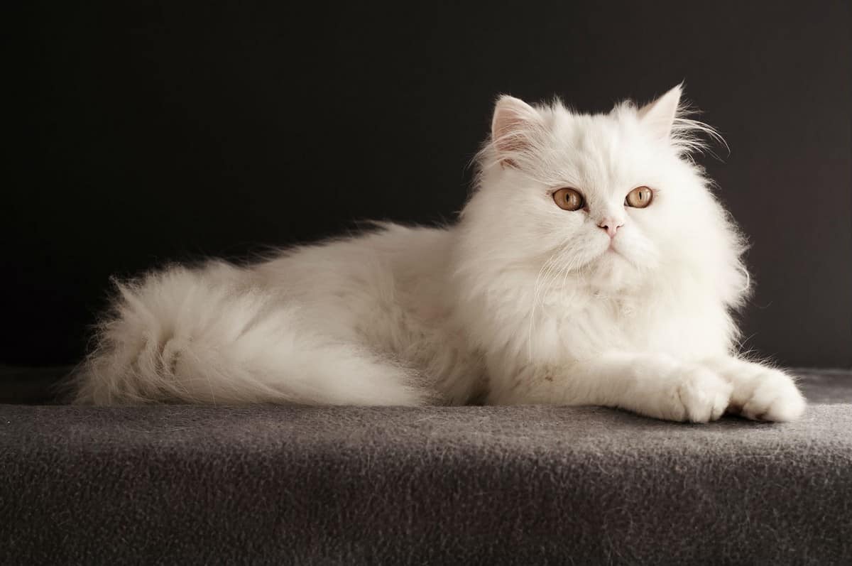 These are the 10 Most Expensive Cat Breeds in the World!