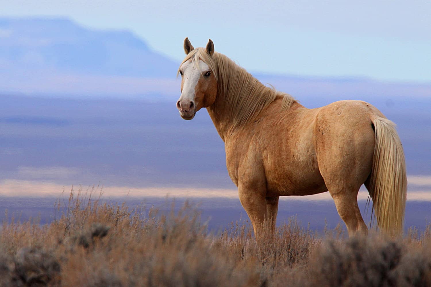 The 15 Most Expensive Horse Breeds in the World