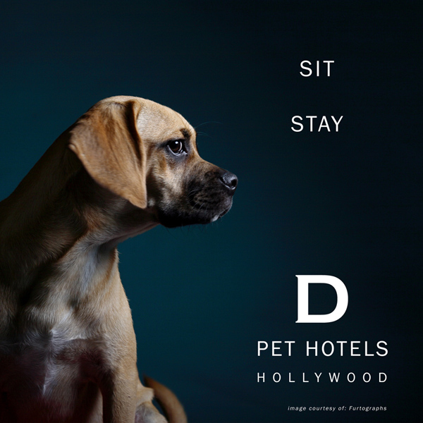 D Pet Hotels A Luxury Resort & Spa for the Distinguished Dog