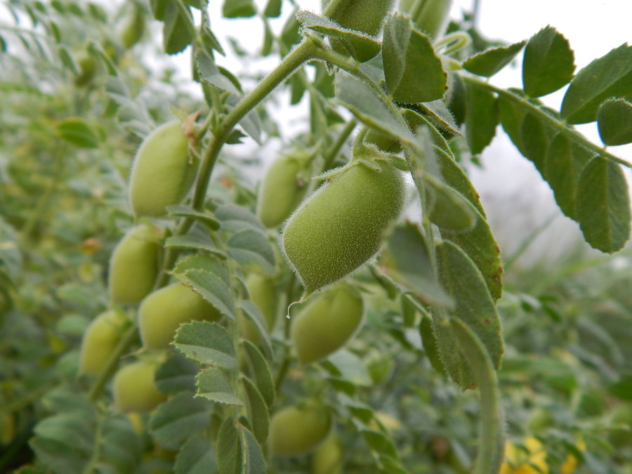 The Many Uses And Benefits Of Chickpeas MakeHummusNotWar