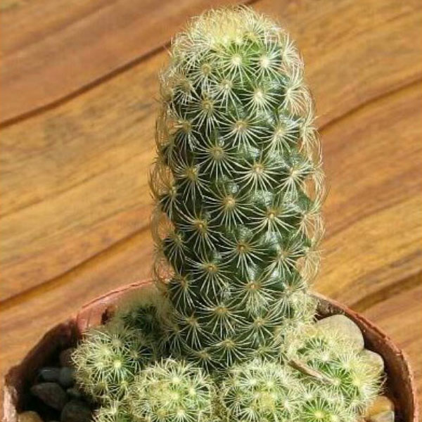 Ladyfinger cactus Make My Garden