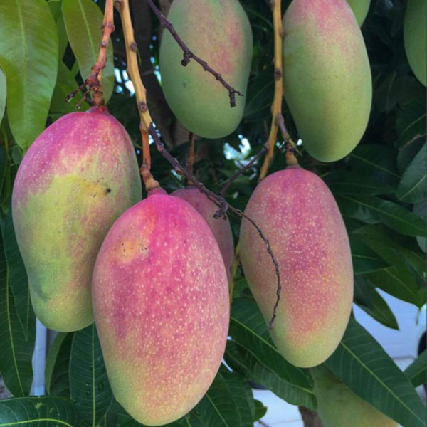 All season mango Make My Garden