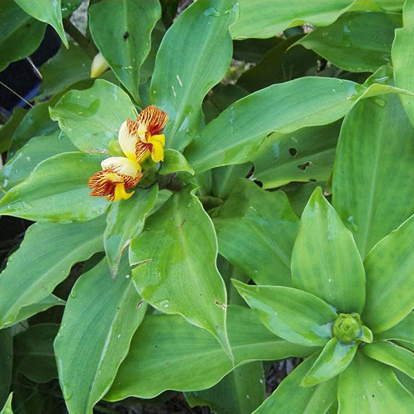 Insulin plant Make My Garden