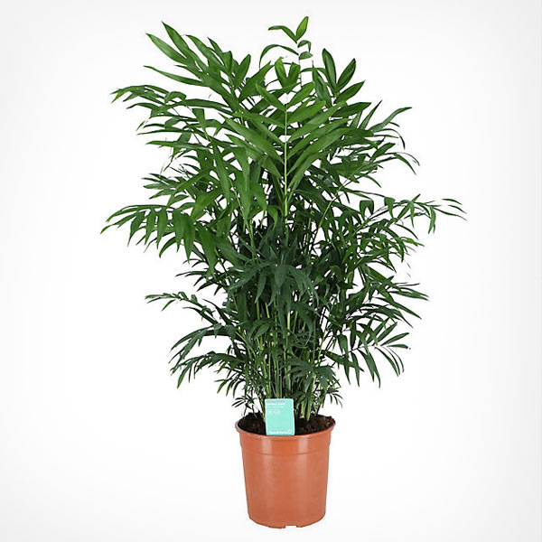 Parlour Palm Make My Garden