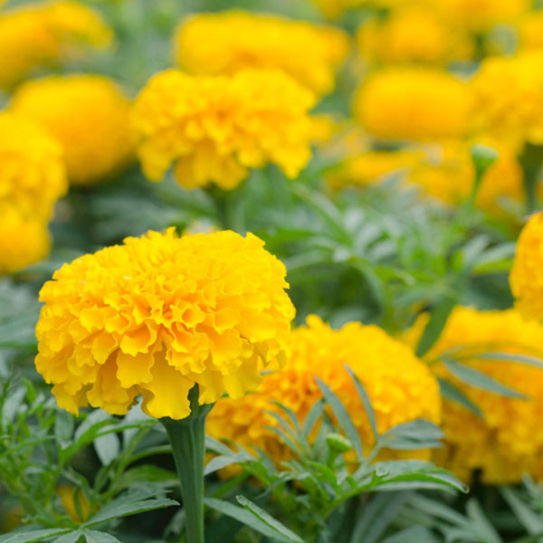 Get The Best Marigold Plants with Make My Garden