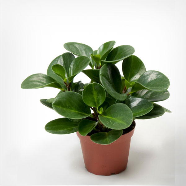 Baby Rubber Plant Make My Garden