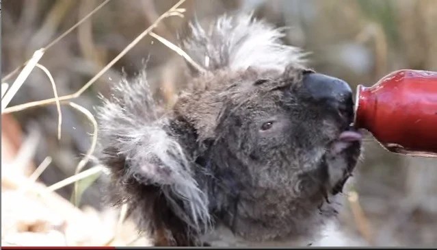 A thirsty koala seeks water in the Adelaide Hills bush fires.