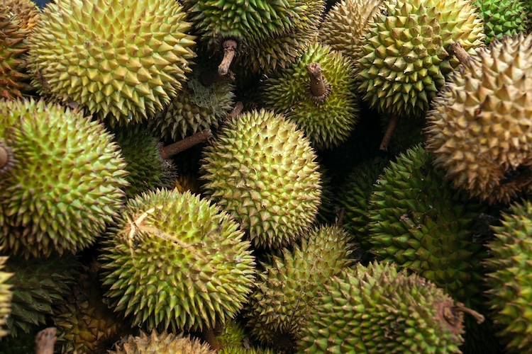 Farmers’ group in Davao to hold 1st Philippine Asia Durian Summit from