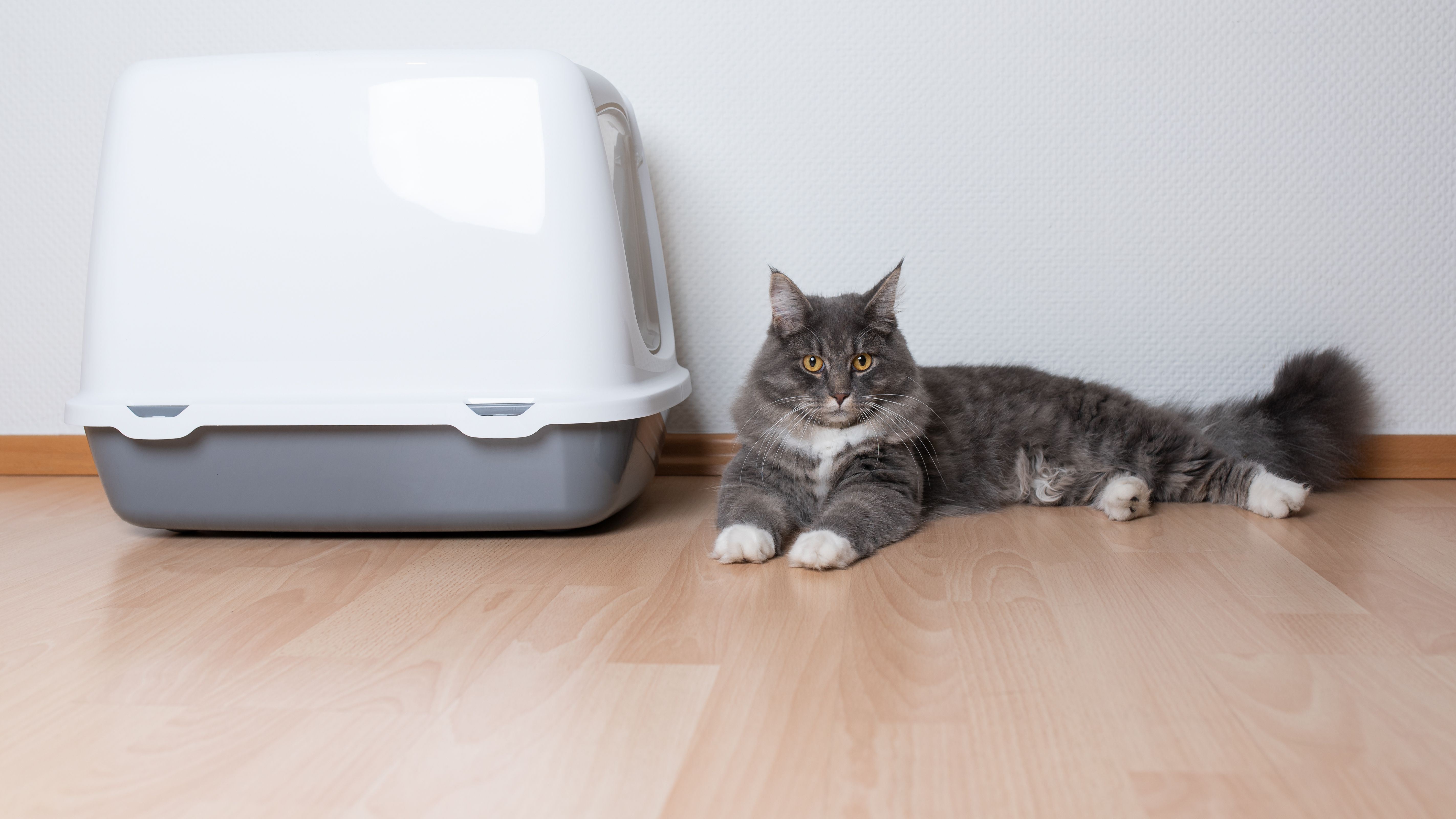 Toiletten und Toilettenhäuser für Katzen die richtige Auswahl