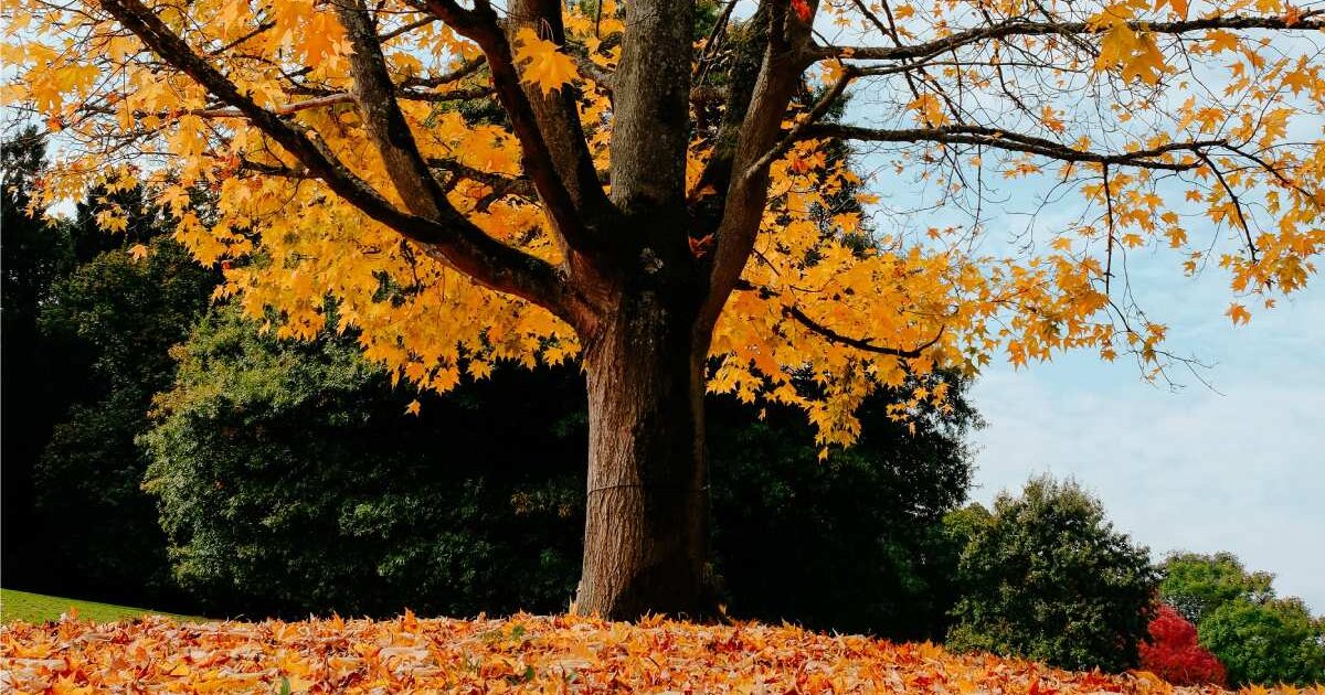 Washington, DC Walking Tours The Mayflower Hotel