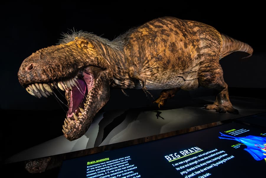 An Expert Explains How the Tyrannosaurus Rex Stacks Up to Other Massive