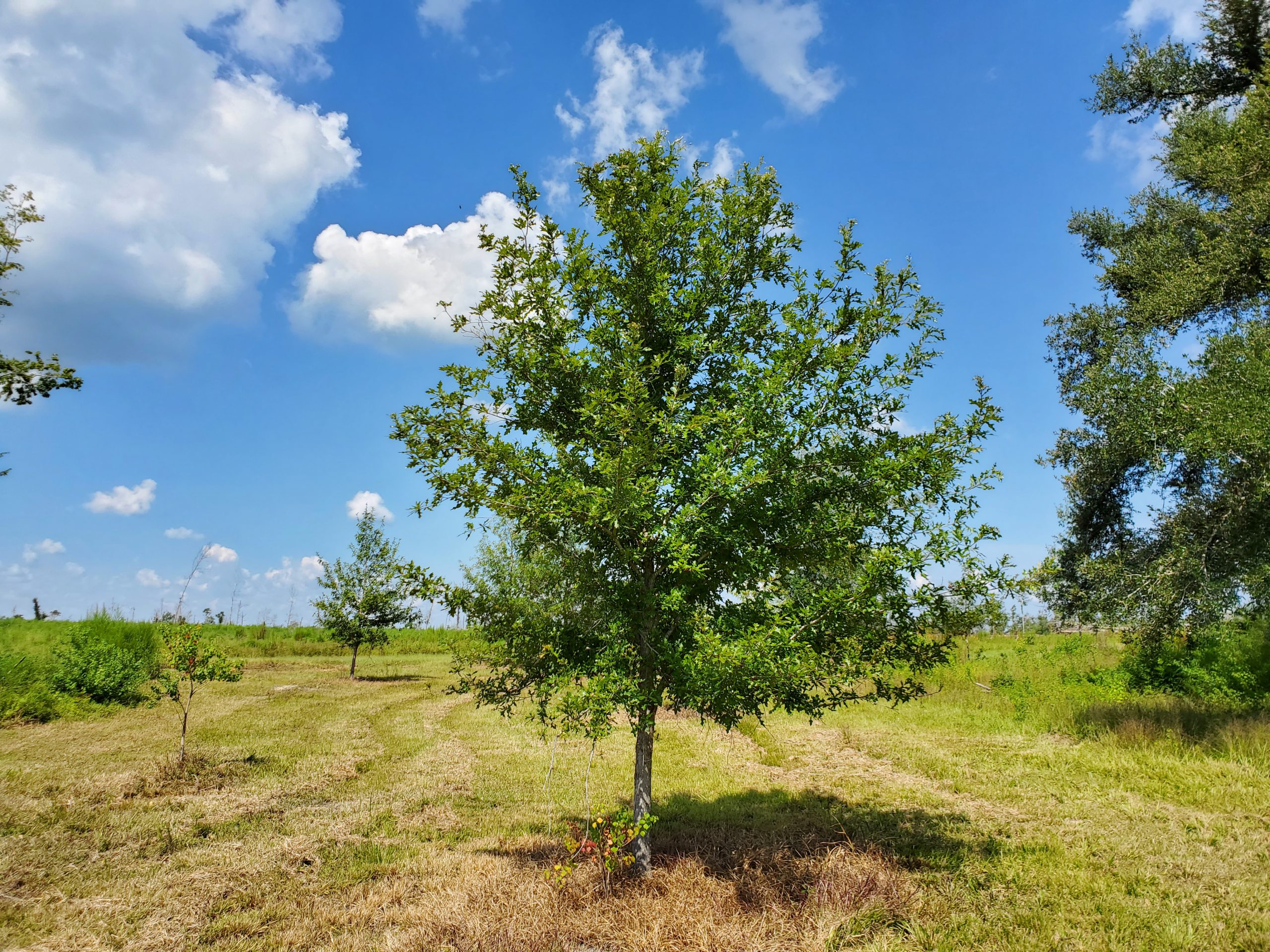 Oak Trees The Versatile Choice For Landscaping Mast Producing Trees