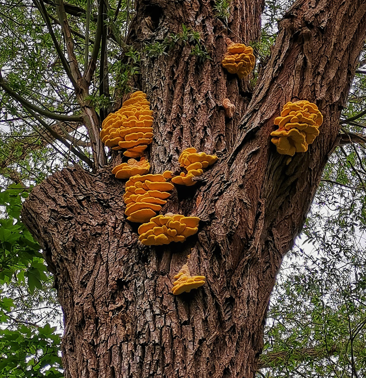 Chicken Of The Woods Mushrooms The Perfect Symbiotic Relationship