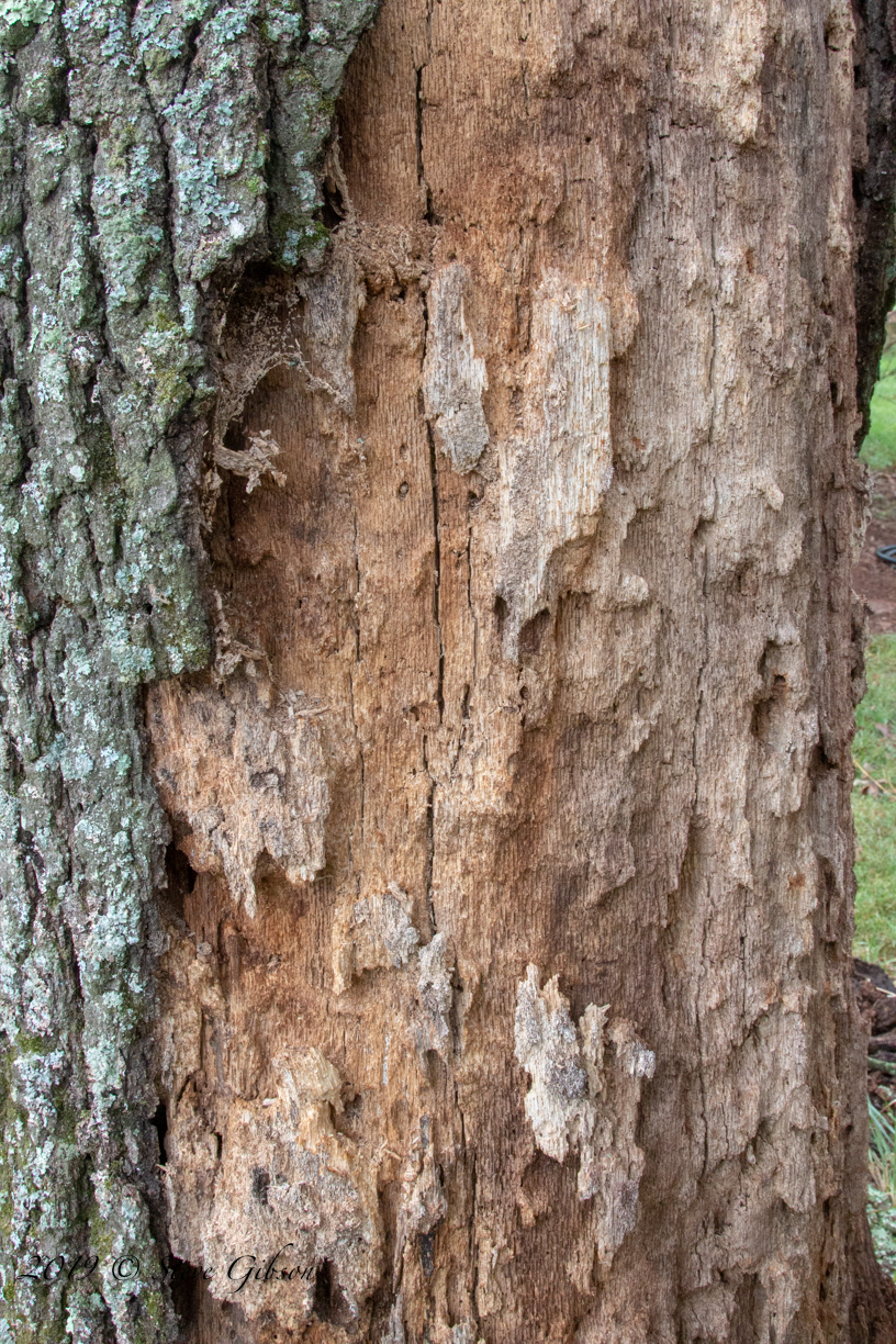 The Many Benefits Of Oak Trees Mast Producing Trees