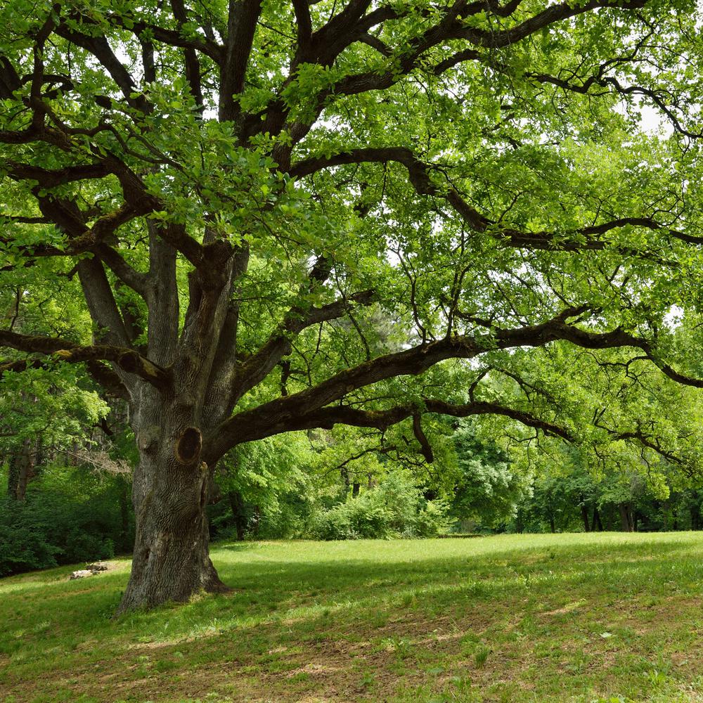 Temperate Deciduous Forest Oak Trees