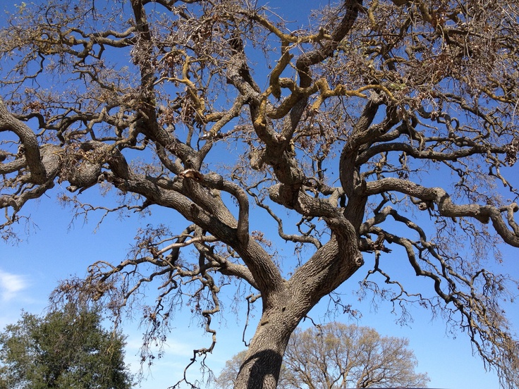Oak Trees In Winter