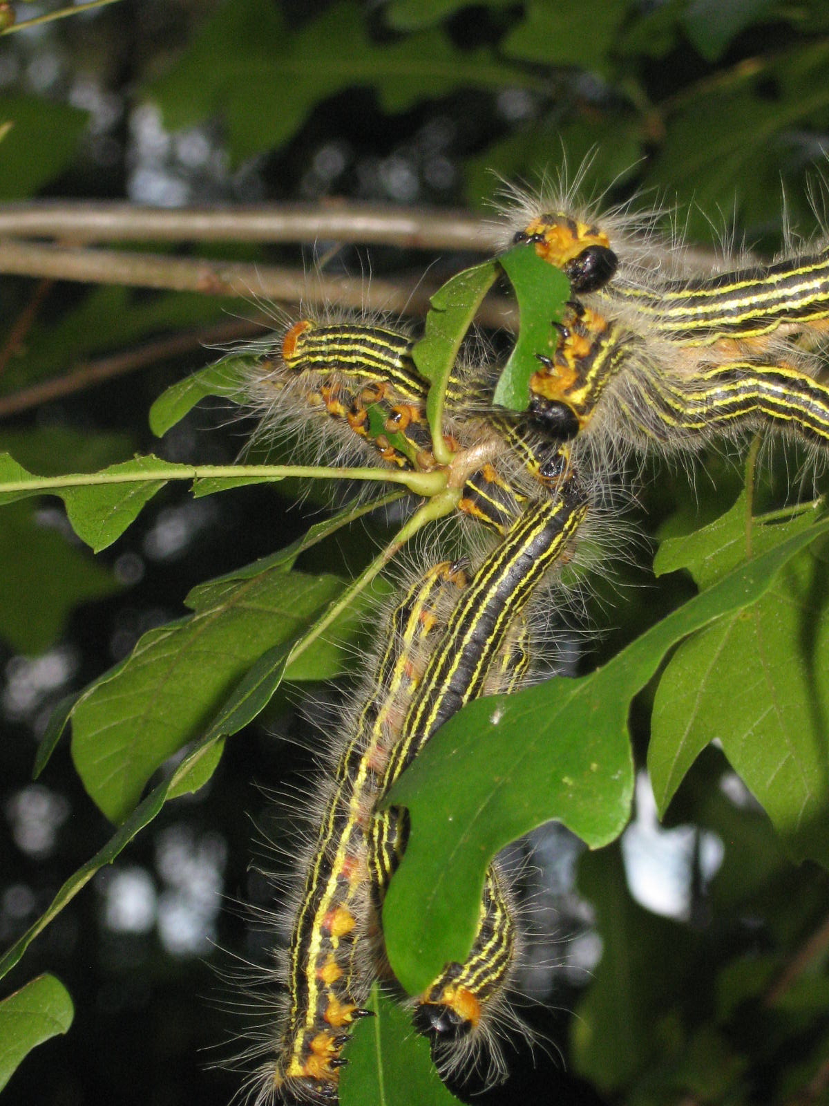The Truth About Caterpillars Only A Small Minority Can Sting Mast