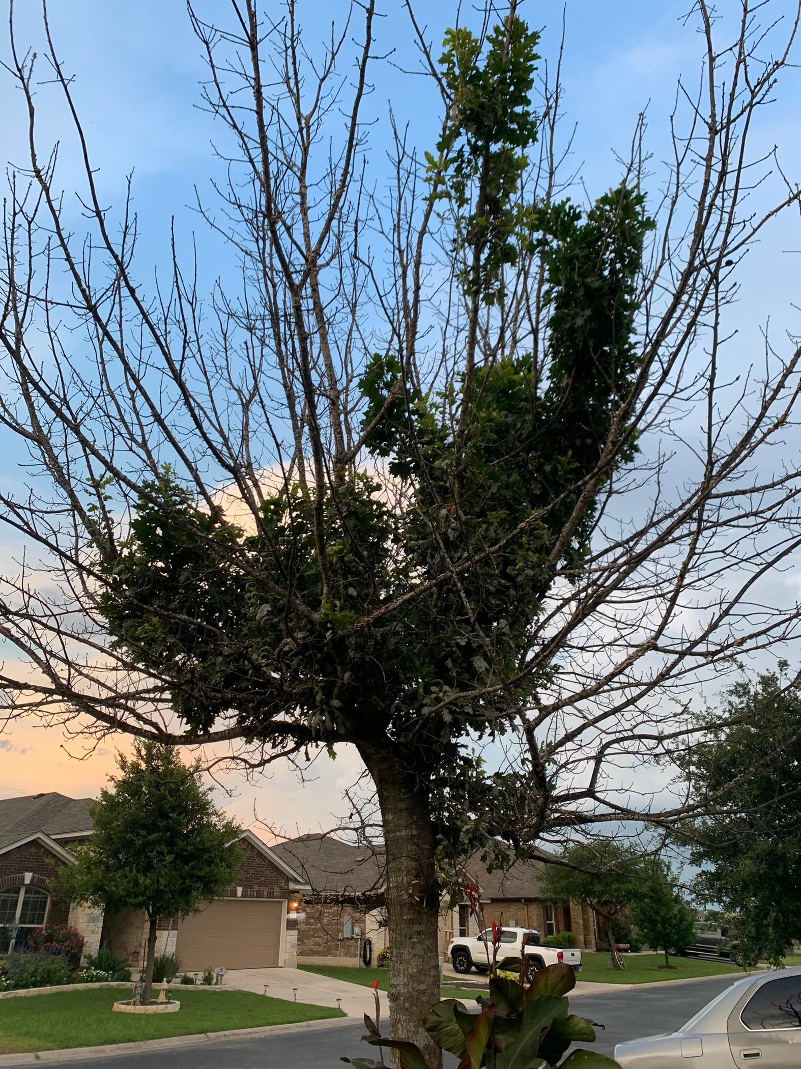 How And When To Top An Oak Tree Mast Producing Trees