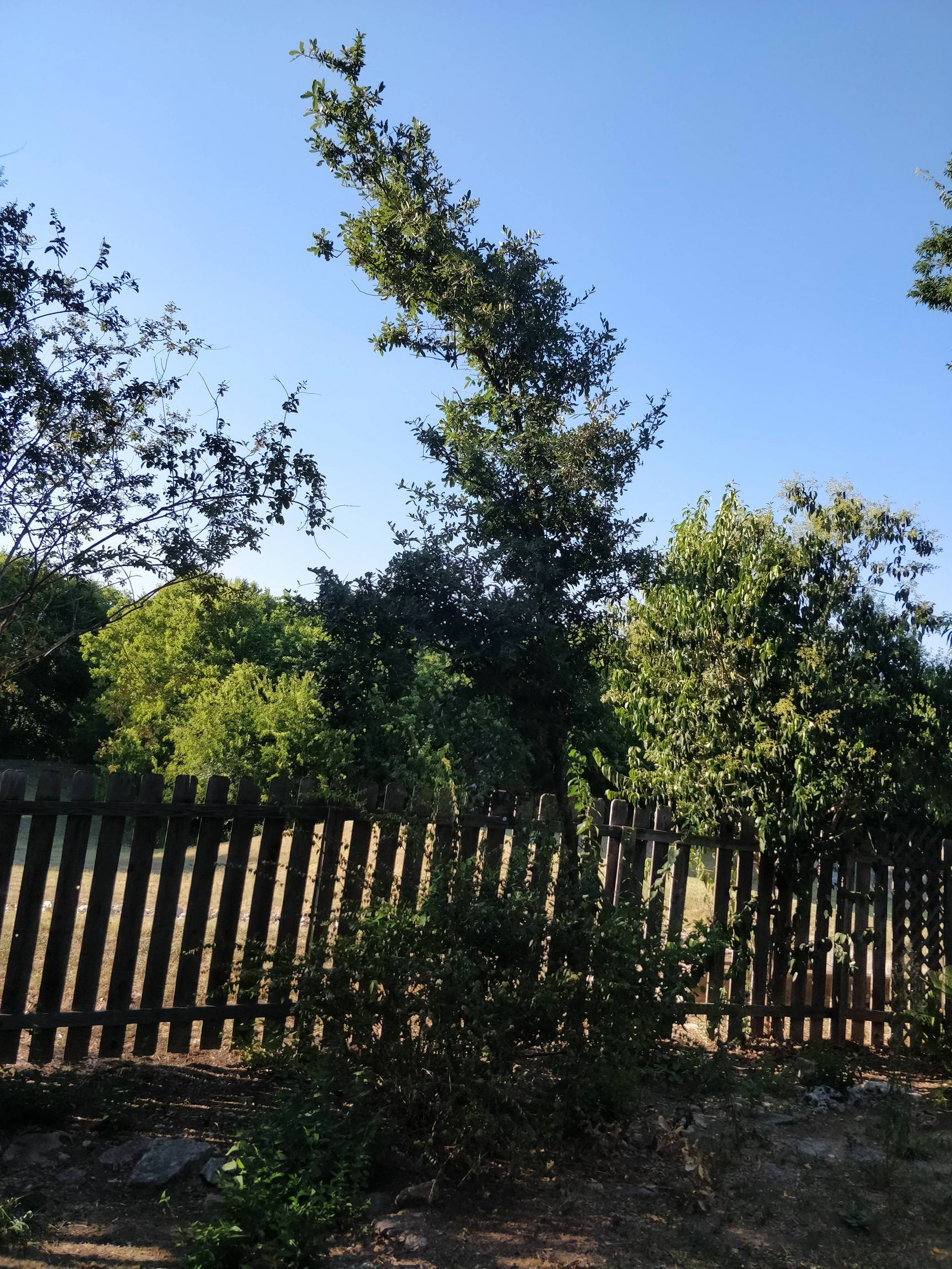 How Long To Keep An Oak Tree Staked Mast Producing Trees