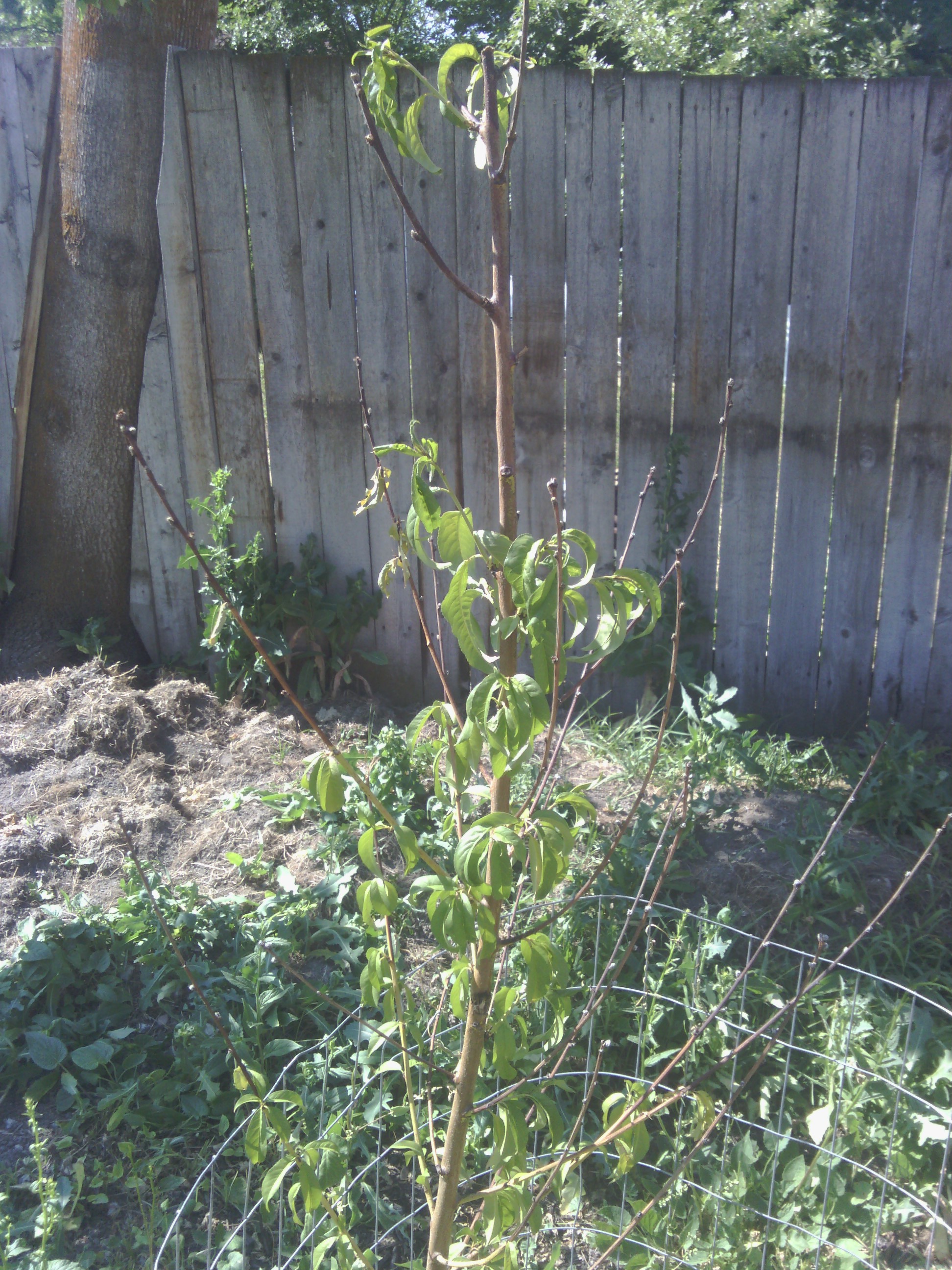When Do Peach Trees Bud Out In Oklahoma? Mast Producing Trees
