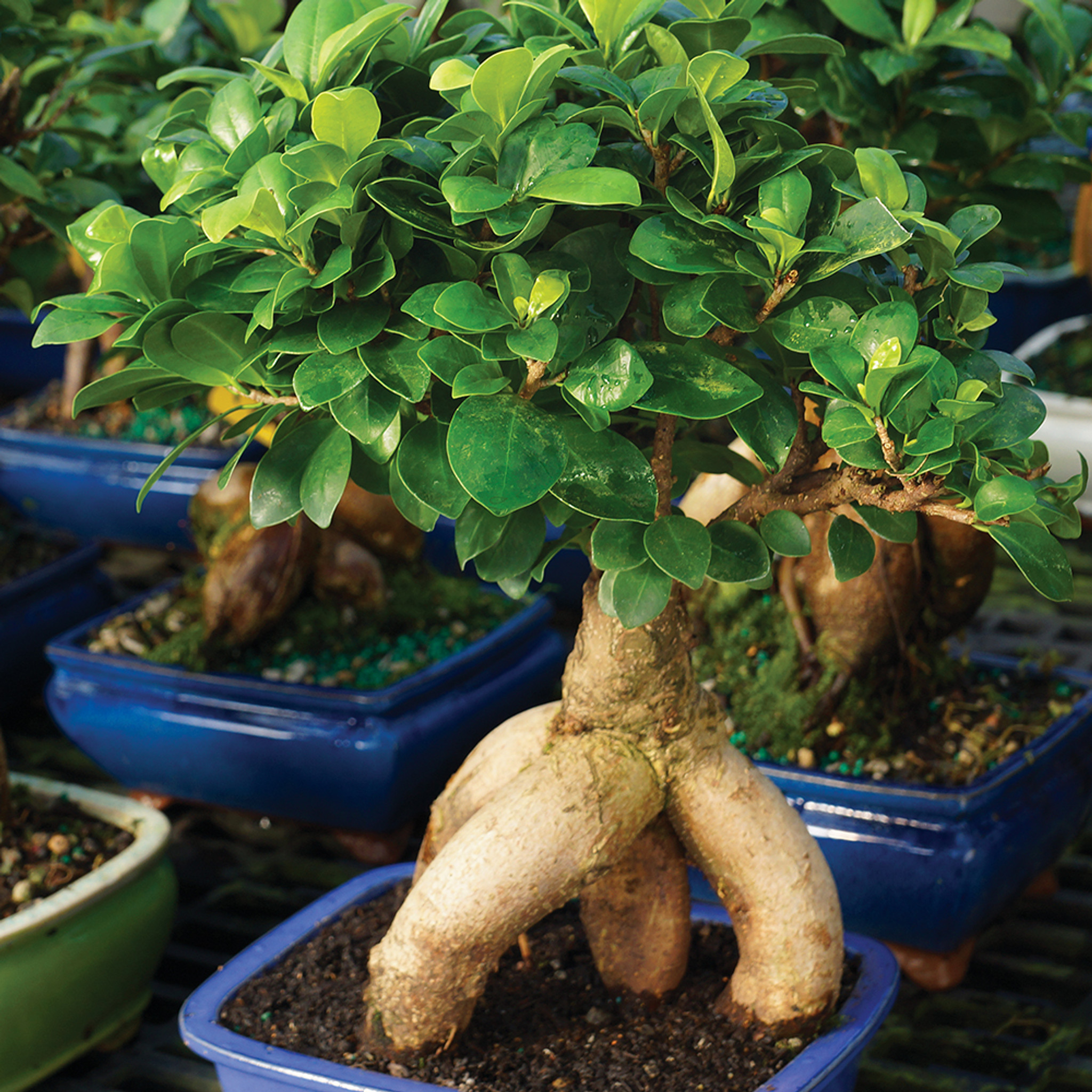 Secrets Of The Ficus Microcarpa Your Expert Guide To Thriving Indoor